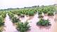 heavy rain damages kharif crop