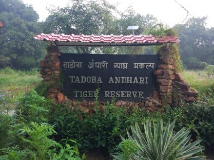 tadoba