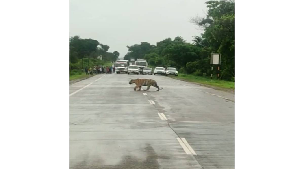 ( वाघासाठी वन विभागाने दोन्ही बाजूची वाहतूक थांबवली )
