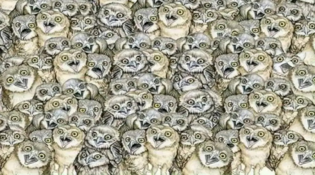 Can you spot the cat hiding among the owls?