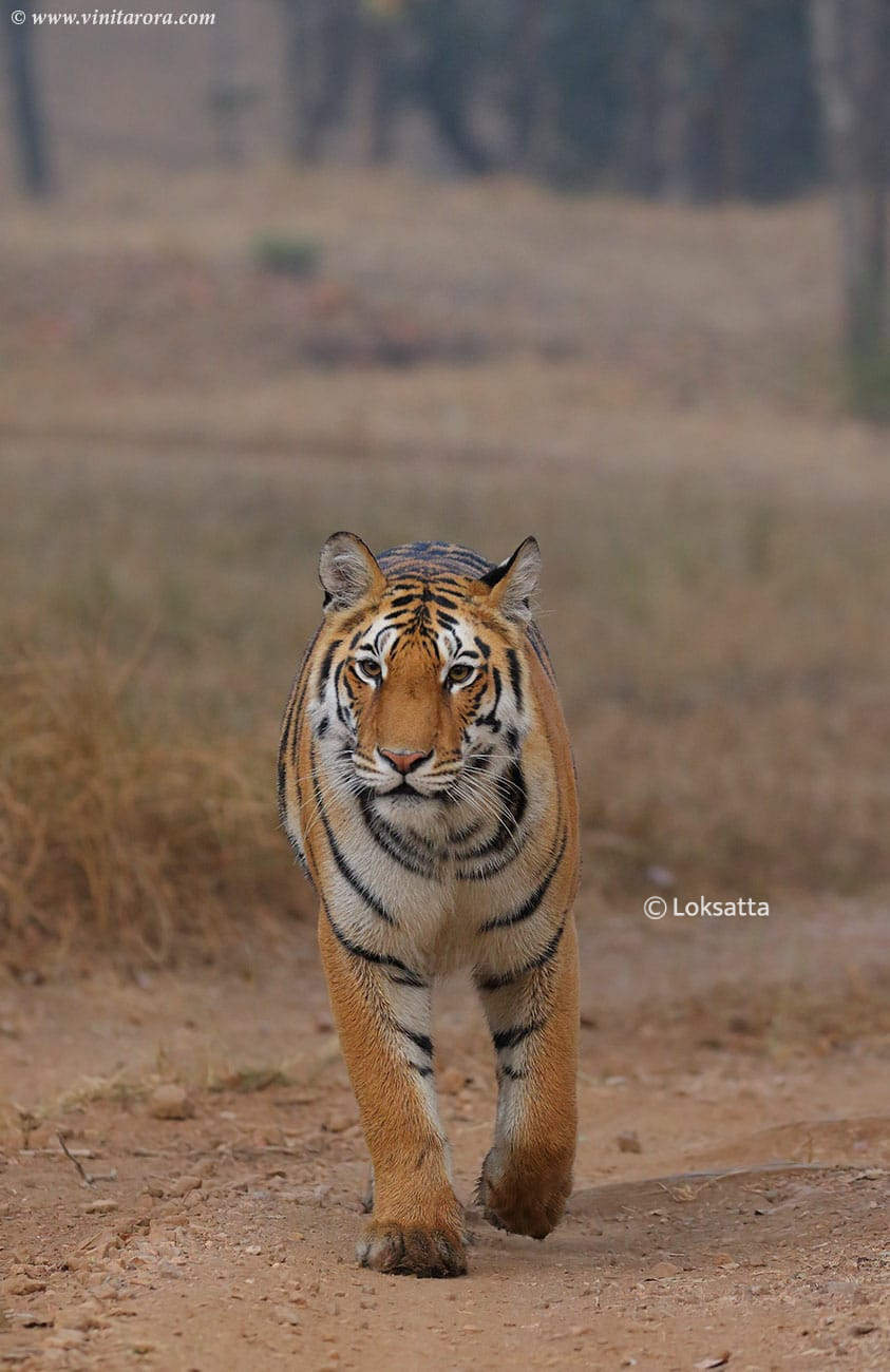 Abhivyakti Tigress Pench Tiger Reserve National Park Madhya Pradesh and Maharashtra