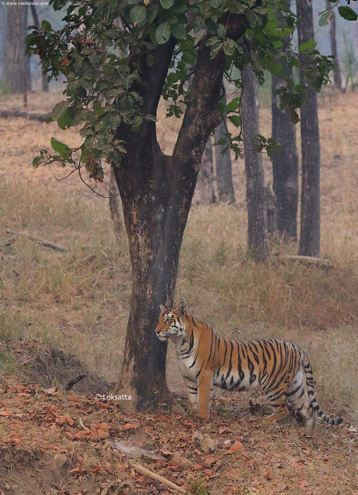 Abhivyakti Tigress Pench Tiger Reserve National Park Madhya Pradesh and Maharashtra