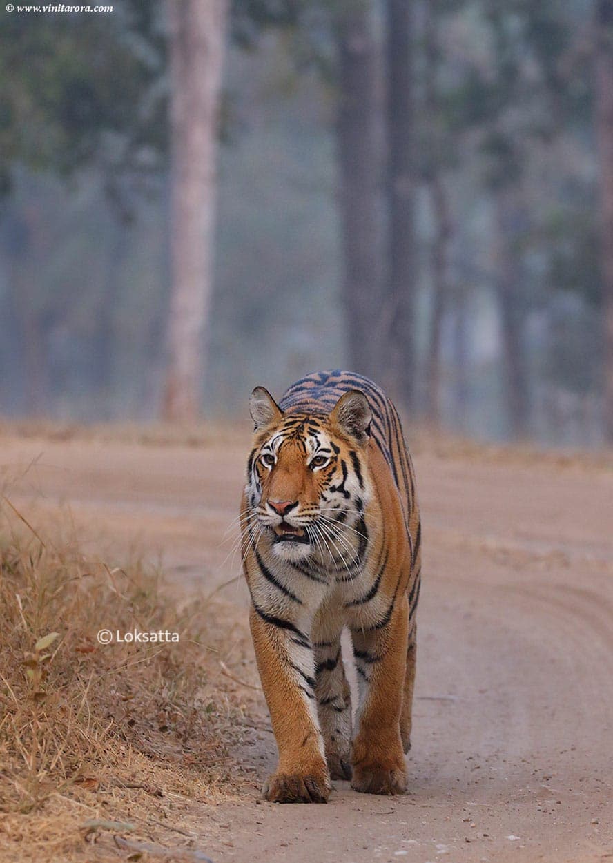 Abhivyakti Tigress Pench Tiger Reserve National Park Madhya Pradesh and Maharashtra