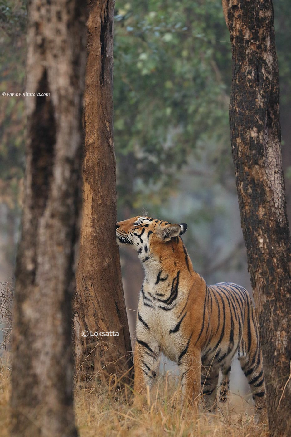 Abhivyakti Tigress Pench Tiger Reserve National Park Madhya Pradesh and Maharashtra