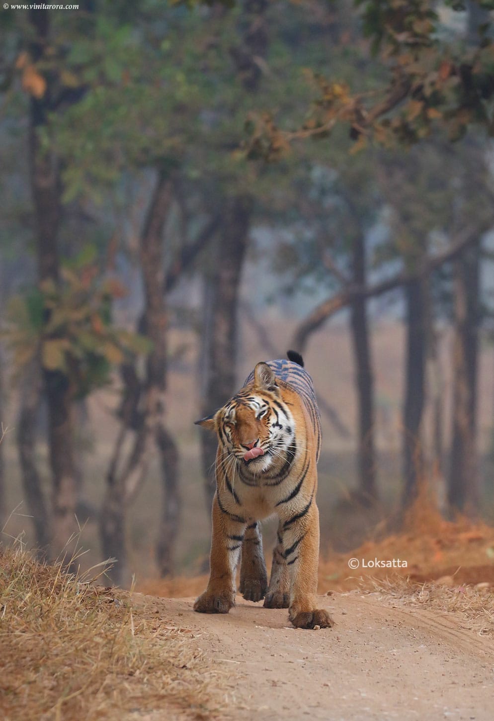 Abhivyakti Tigress Pench Tiger Reserve National Park Madhya Pradesh and Maharashtra