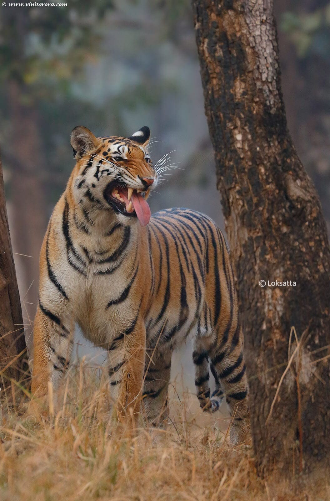 Abhivyakti Tigress Pench Tiger Reserve National Park Madhya Pradesh and Maharashtra