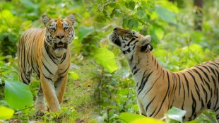 Chandi Tigress Wildlife Sanctuary