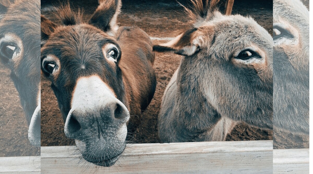 १६ गाढवांनी जोधपूर पोलिसांचा जीव केला हैराण.