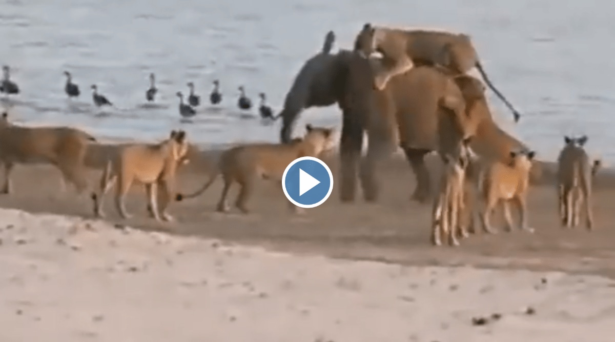 Shocking Viral Video