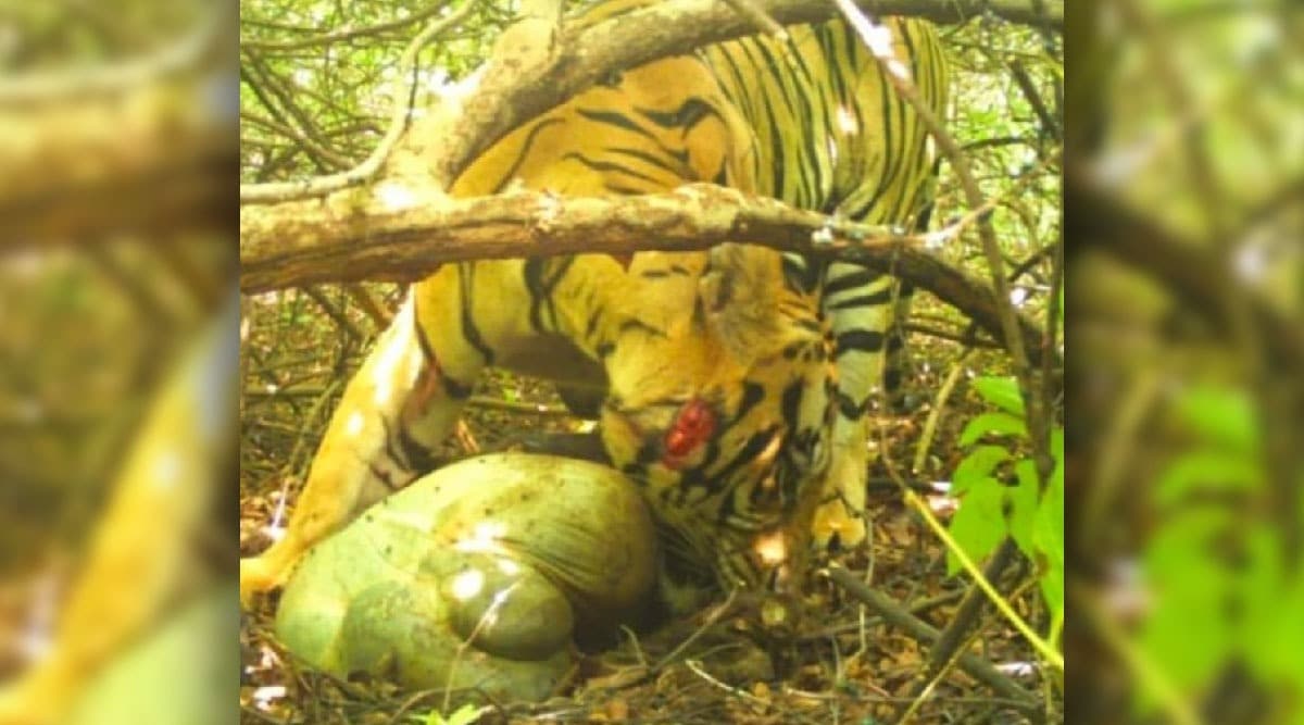 Injuerd tiger