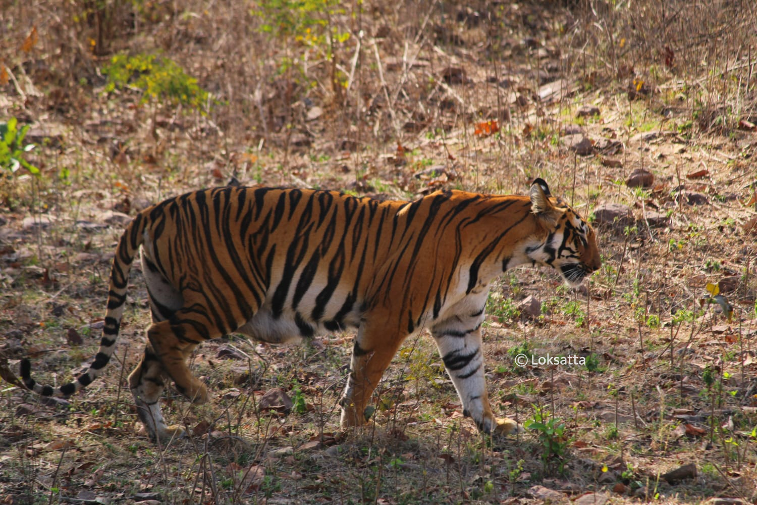 Janabai Tigress