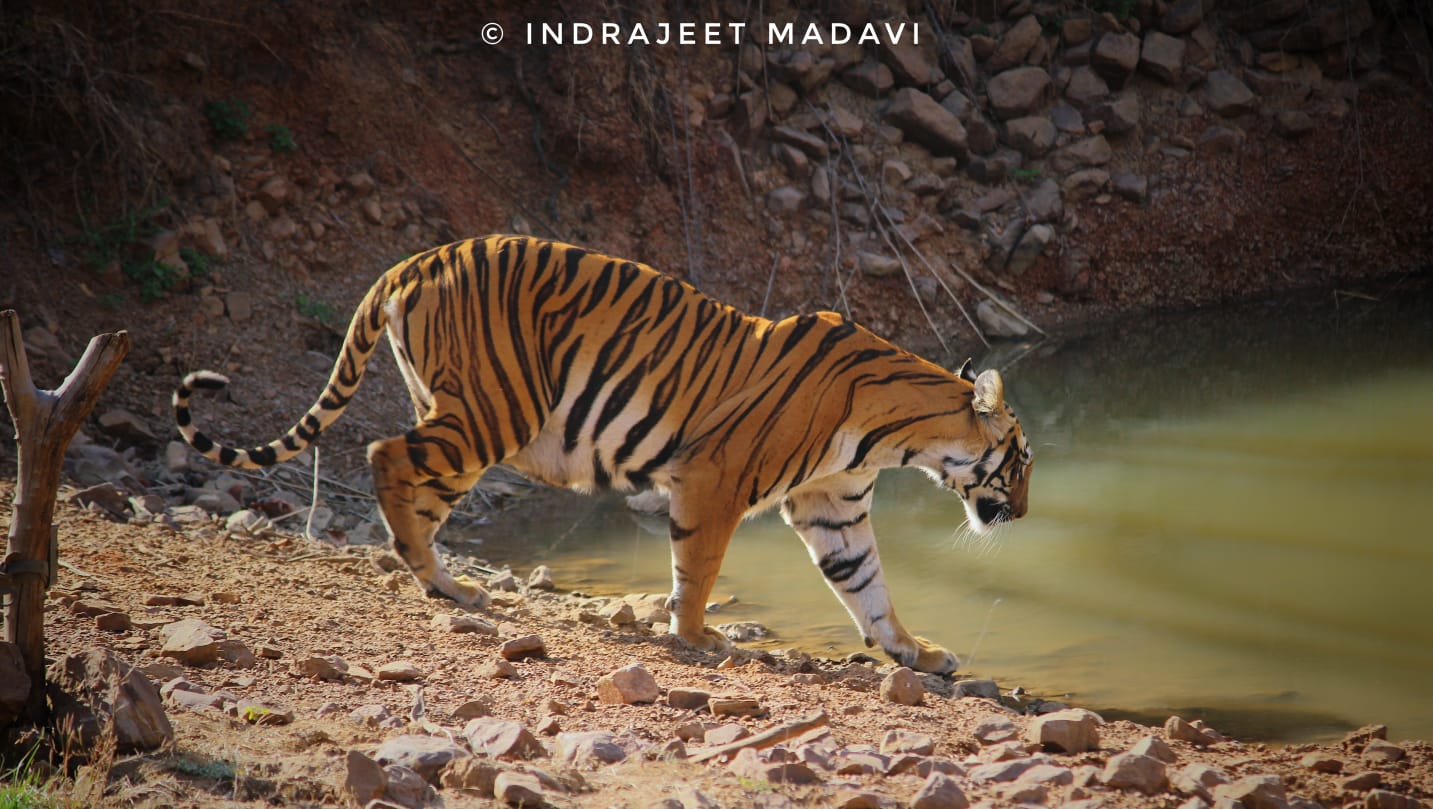 Janabai Tigress