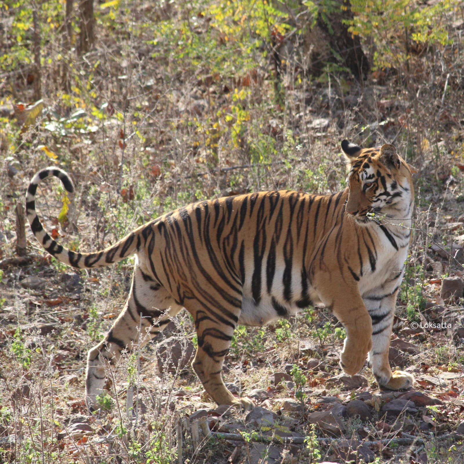 Janabai Tigress