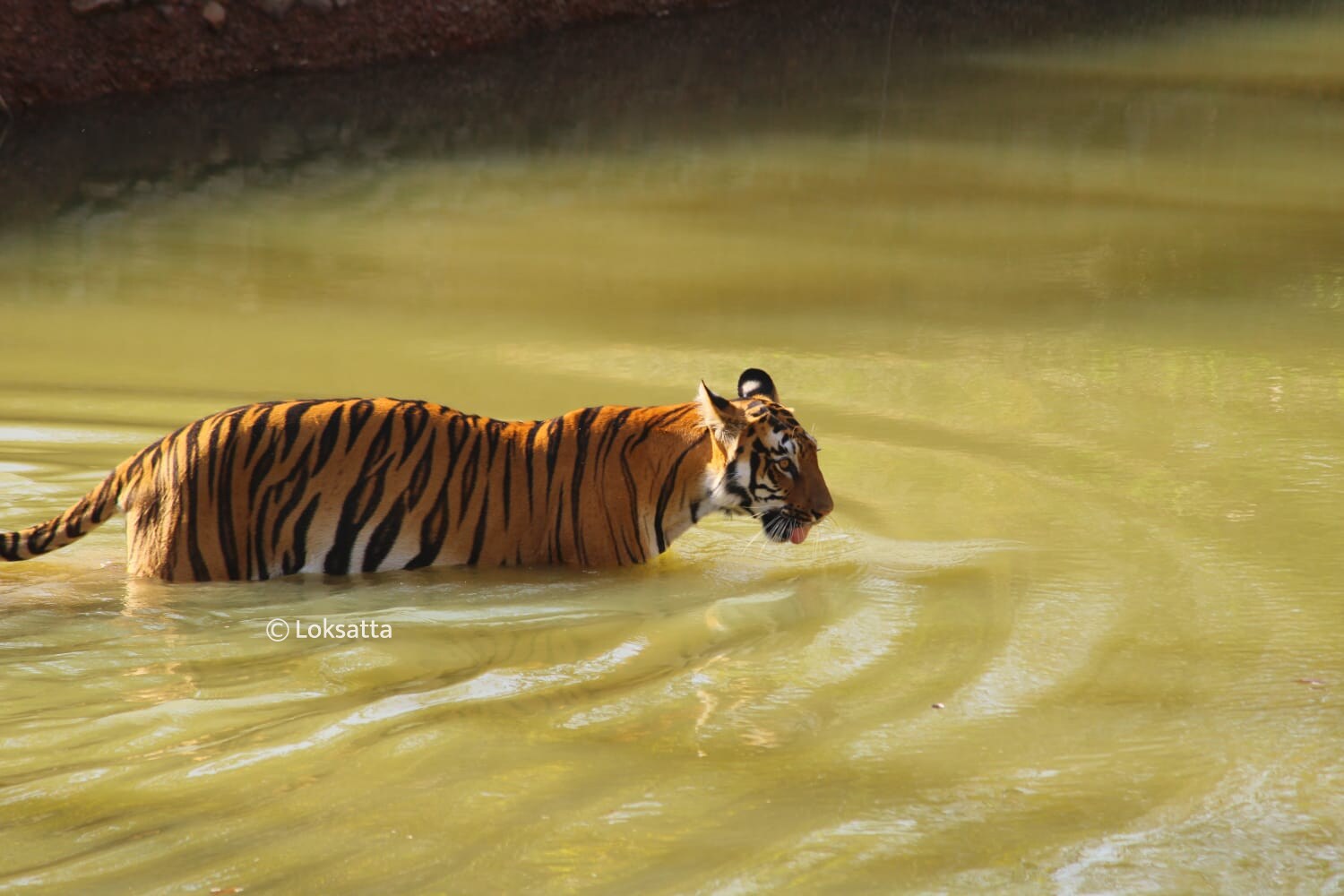 Janabai Tigress