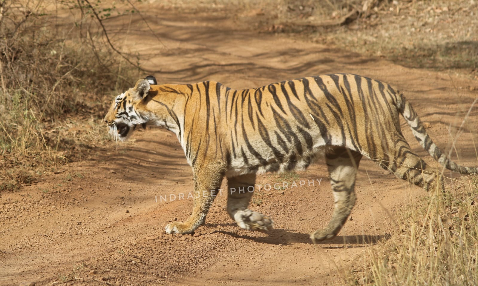 Janabai Tigress