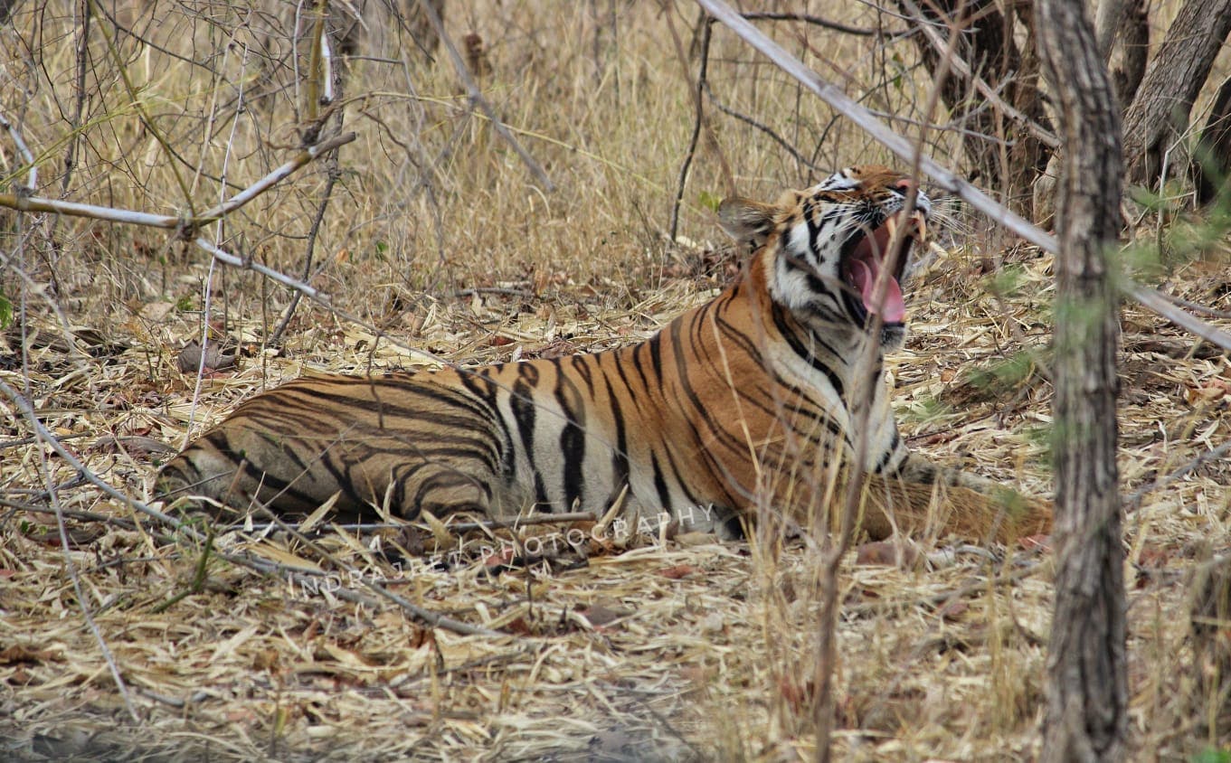 Janabai Tigress