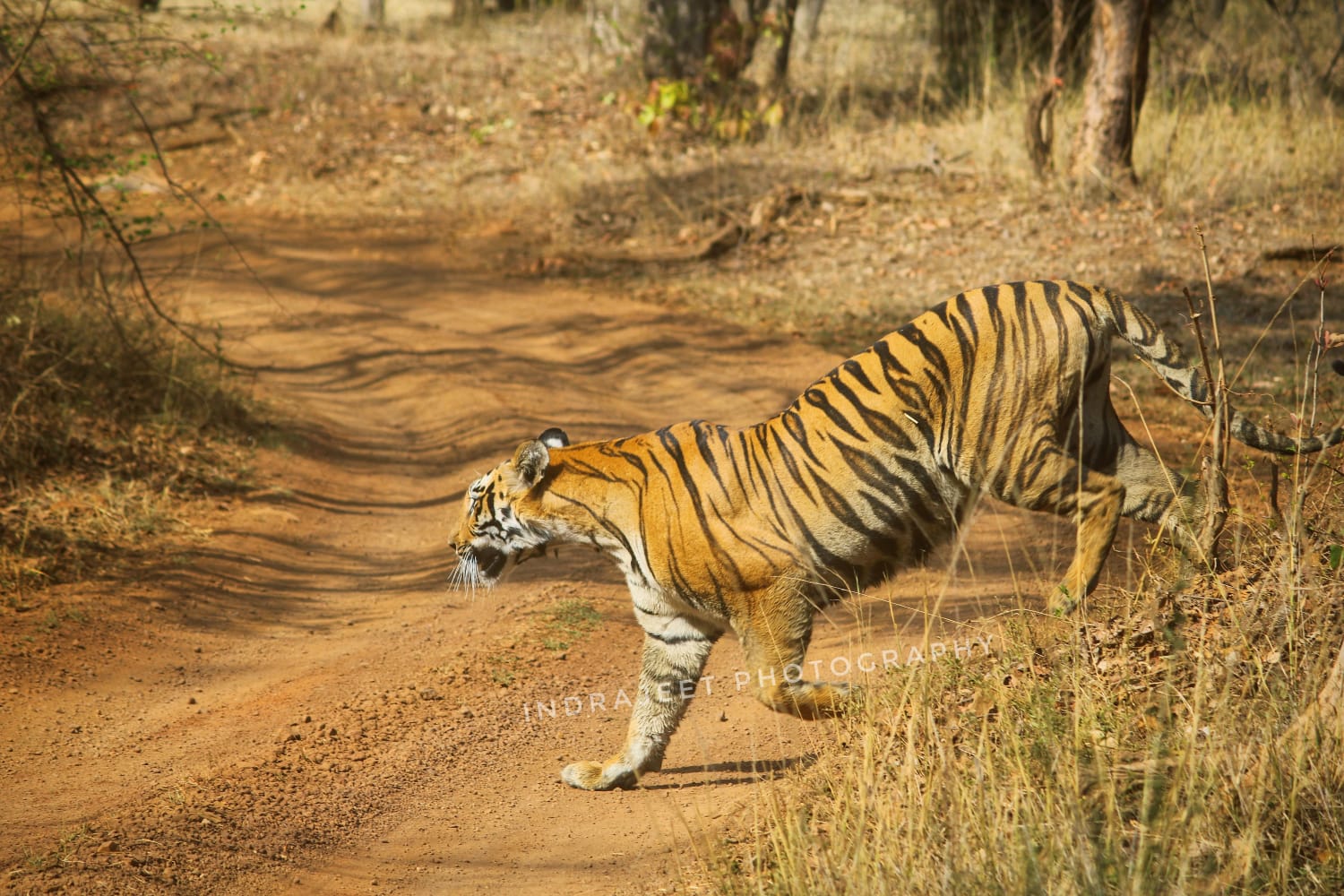 Janabai Tigress