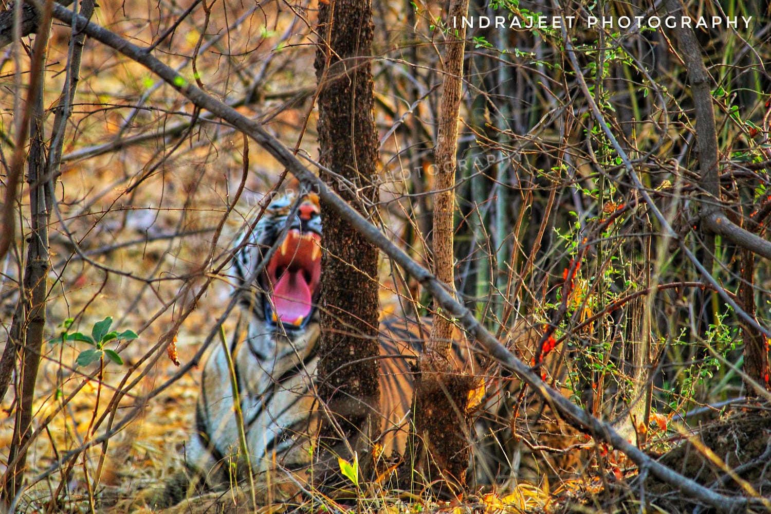 Janabai Tigress