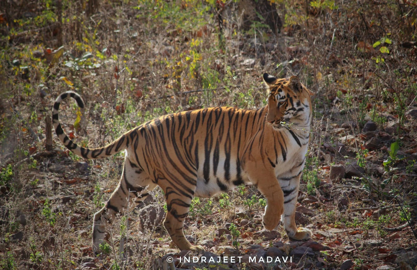 Janabai Tigress