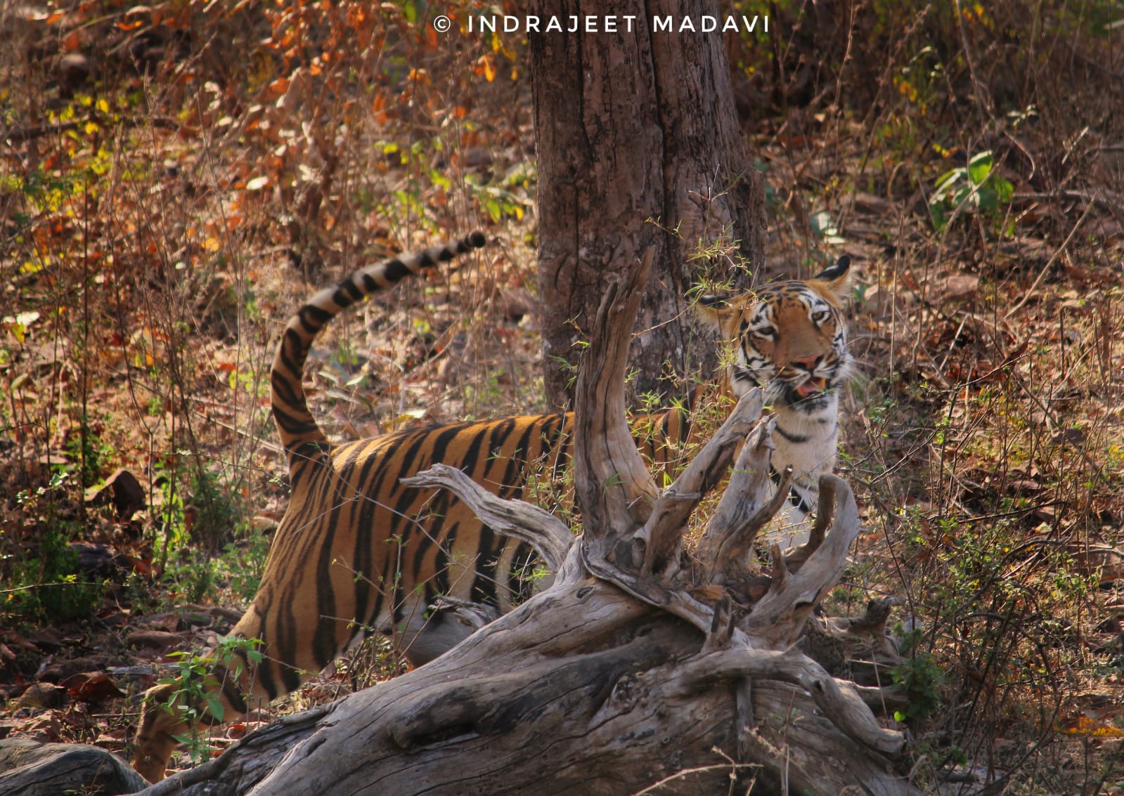 Janabai Tigress