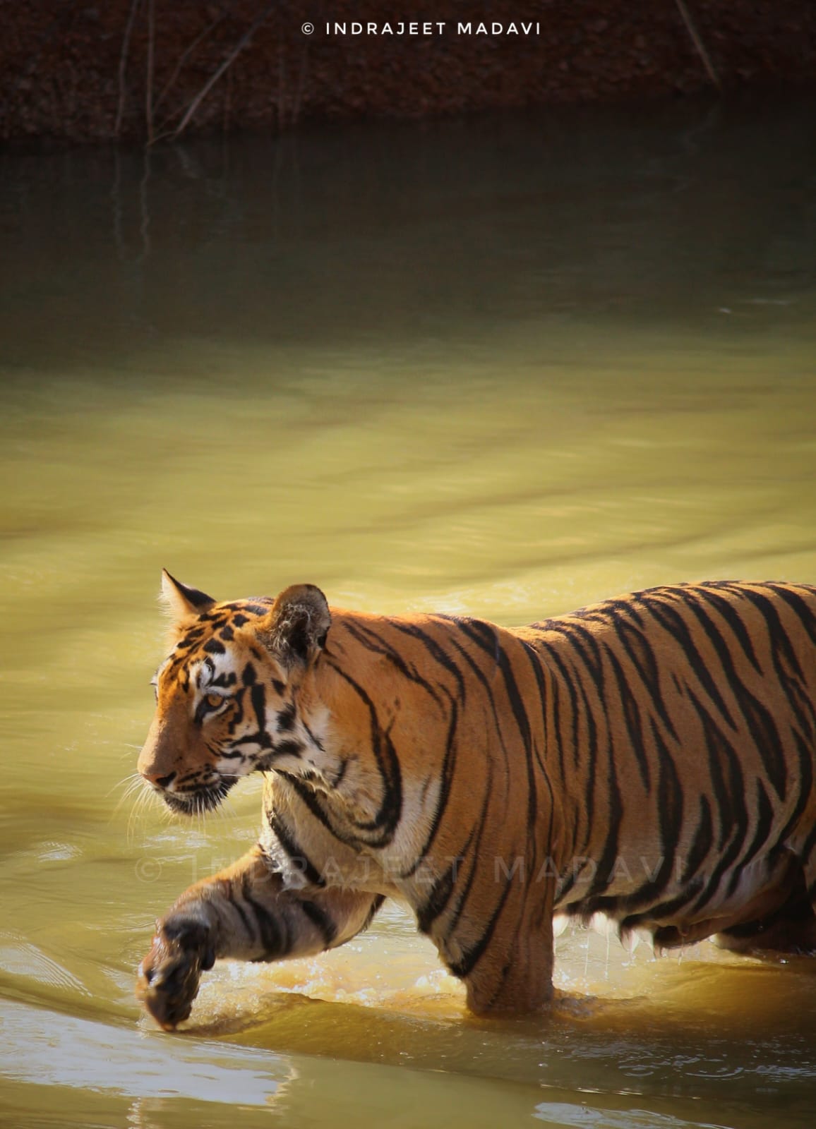 Janabai Tigress