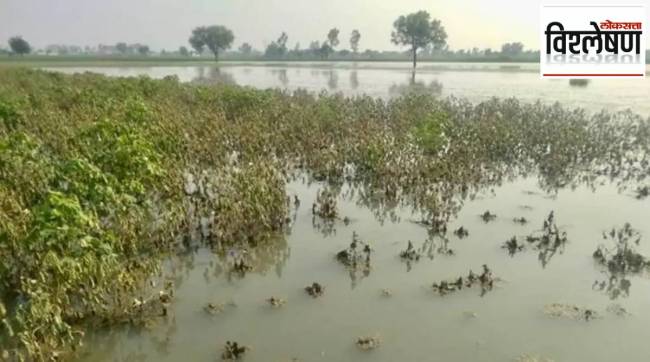 due to heavy rains in Vidarbha Kharif season in crisis?