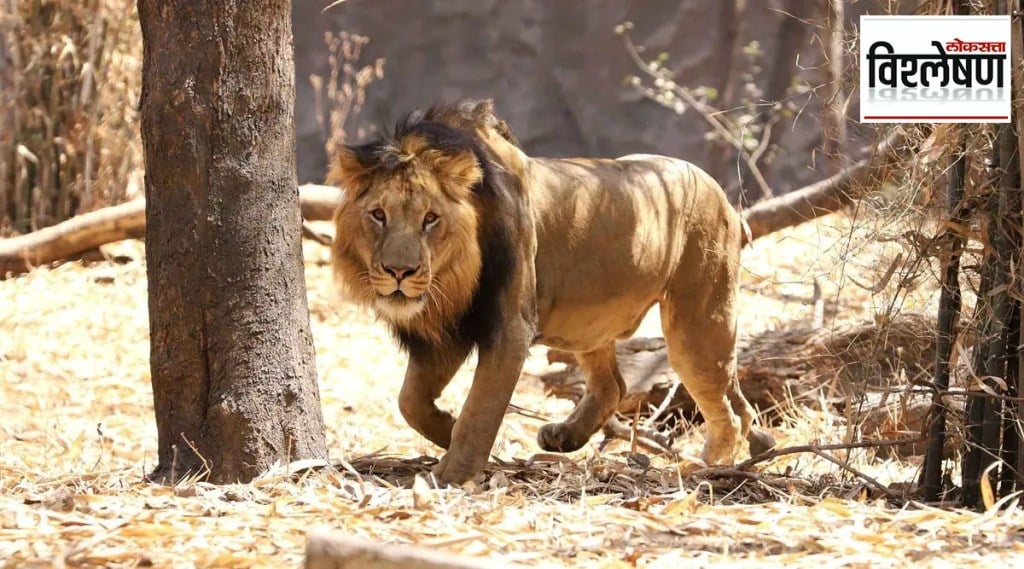 LLoksatta Explained on Lion