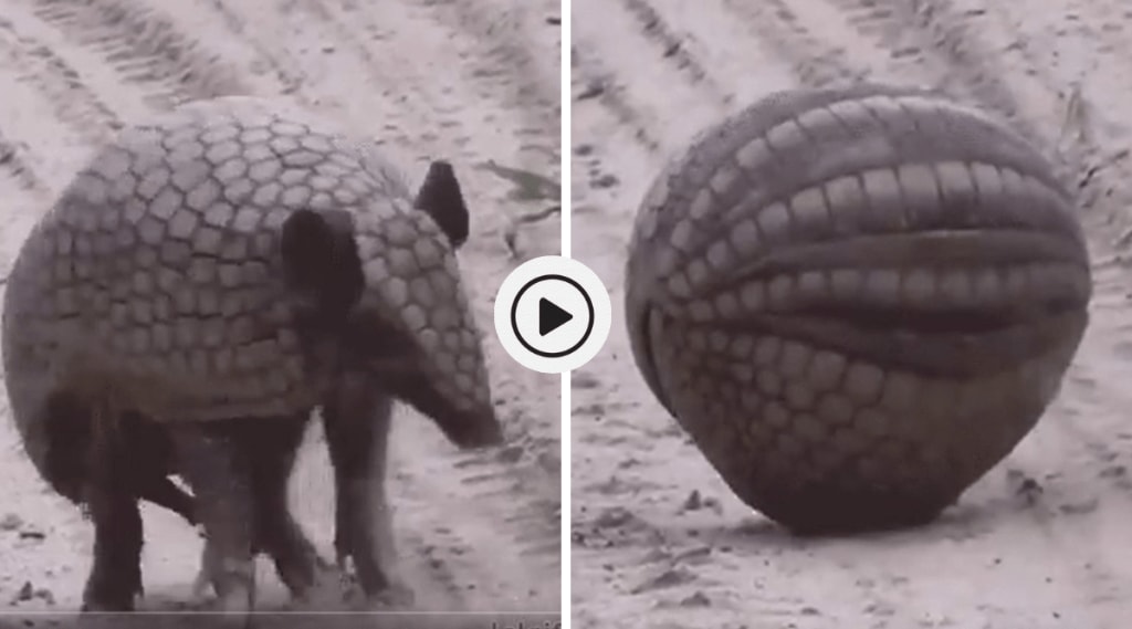 Armadillos Viral video