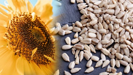 sunflower seeds benefits