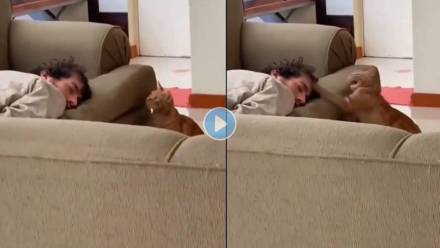 Cat-Slap-Person-Viral-Video
