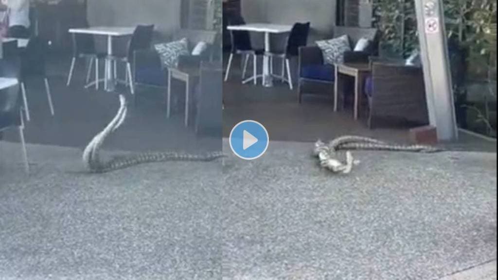 Snake-Romance-Video-Viral