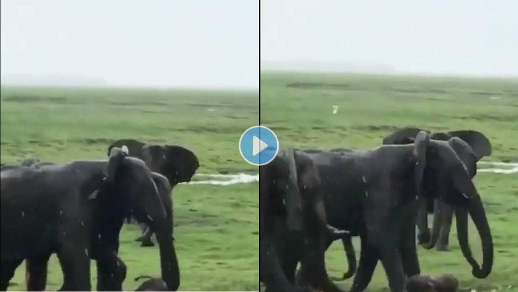हत्तीण बाळाला जन्म देत होती, कळपाने असा साजरा केला क्षण, VIRAL VIDEO एकदा पाहाच!