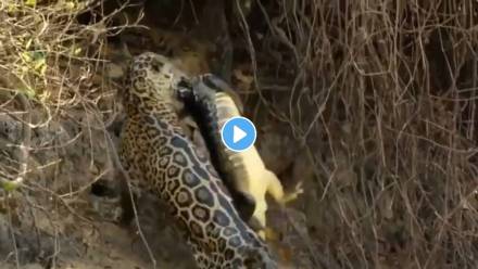 Jaguar-Attacks-Crocodile-Viral-Video