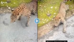 Man-Pulls-Leopard-By-Tail-Viral-Video