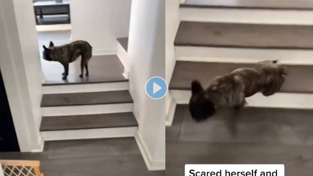 Dog-Scares-Funny-Video