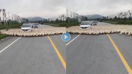 Ducks-Surround-Car-Viral-Video
