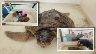 Loghead Tortoise