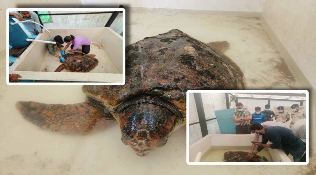 Loghead Tortoise