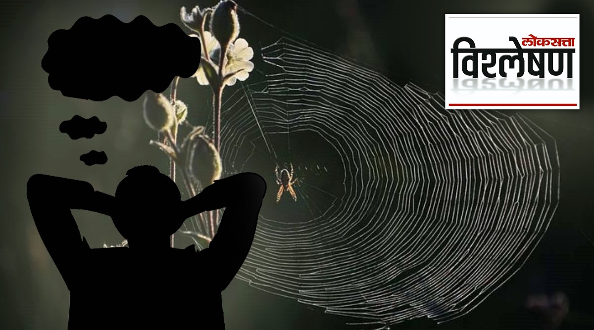 Spiders dream like humans