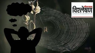 Spiders dream like humans