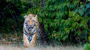 farmer killed in tiger attack