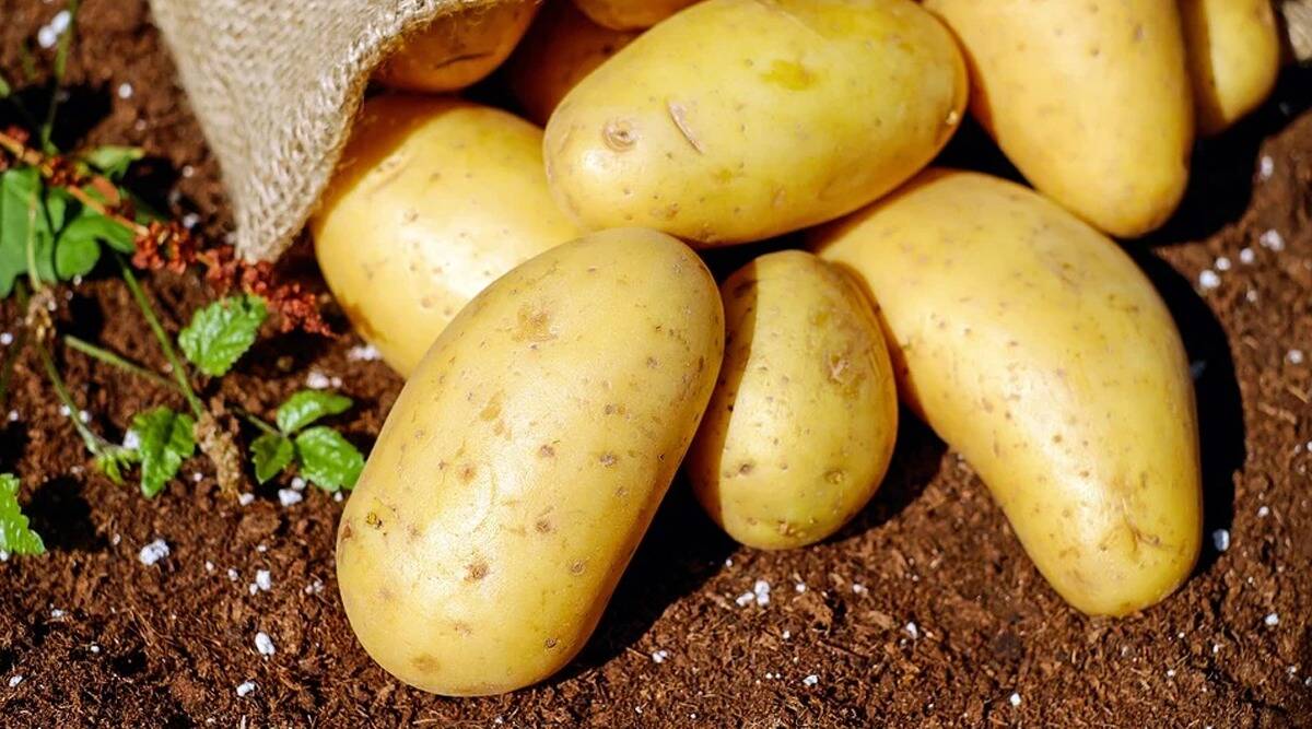  भारतात बटाट्याचा वापर खूप जास्त आहे. १९४७ मध्ये एक किलो बटाट्याची किंमत फक्त २५ पैसे होती. म्हणजेच, तुम्ही १ रुपयात ४ किलो बटाटे खरेदी करू शकता. तर आज बटाट्याचा दर २५ रुपये किलो आहे.