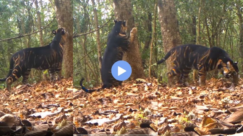 black tiger viral video