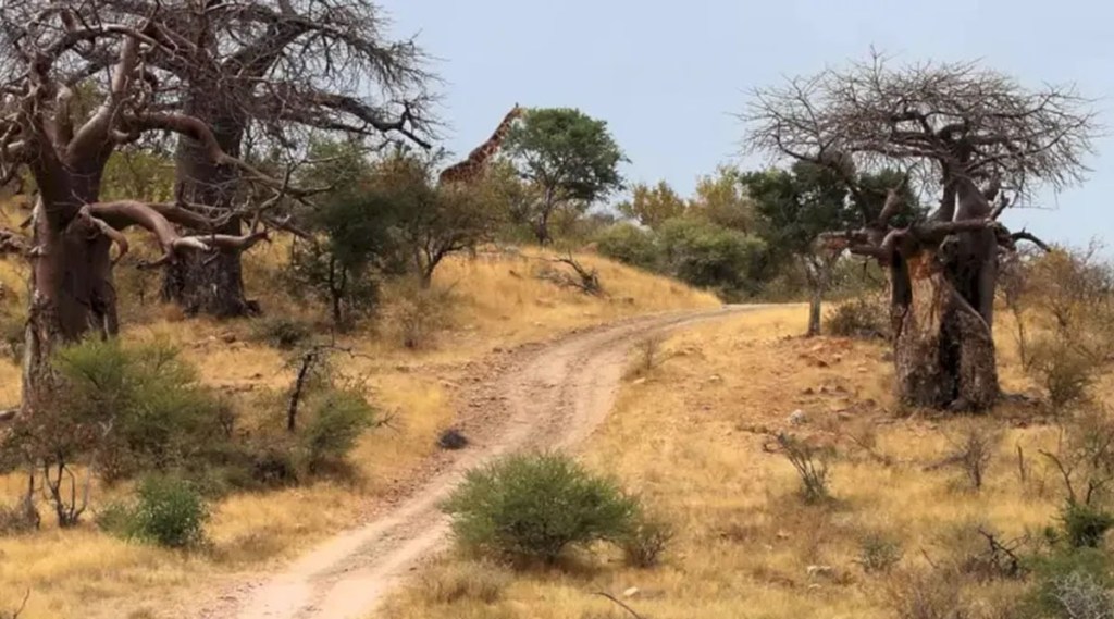 Can you spot the hidden giraffe in this photo?