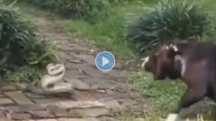 Have you seen the terrible fight between dog and snake?