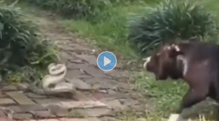 Have you seen the terrible fight between dog and snake?