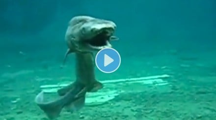 Millions of years old mysterious animal found in Japan