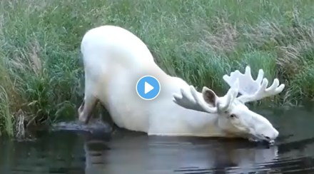 Have you ever seen a white deer?