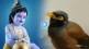This bird turned out to be a devotee of Krishna