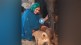 A woman fed buffalo milk to hungry dogs